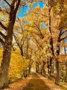 Braunerova alej v Babylonu 1